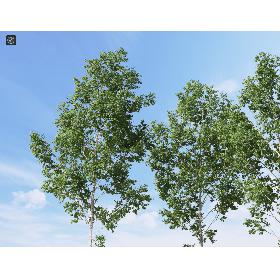 Realistic Birch Tree 1 ( betula )